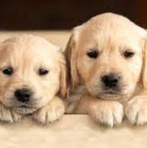 Meet your Posher, -dogsareawesome-